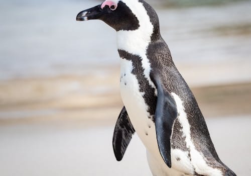 Phillip Island pingvinparad